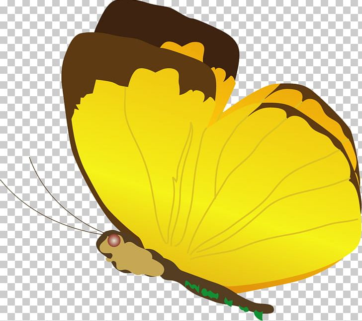 Butterfly Insect PNG, Clipart, Animal, Animation, Arthropod, Butterfly, Cartoon Free PNG Download