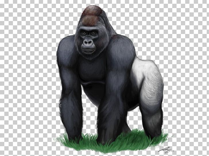 Gorilla Ape PNG, Clipart, Animals, Ape, Computer Icons, Encapsulated Postscript, Gorilla Free PNG Download