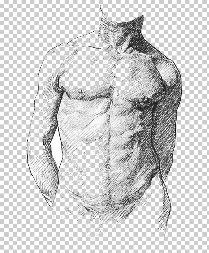 Human Anatomy For Art Students Human Anatomy For Artists Human Body PNG, Clipart, Abdomen, Anatomy, Arm, Artwork, Back Free PNG Download