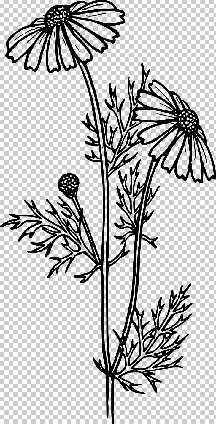 Coloring Book Drawing Flower Common Daisy PNG, Clipart, Adult, Black And White, Branch, Brush Footed Butterfly, Butterfly Free PNG Download