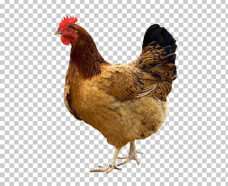 Kadaknath Broiler Giriraja Poultry Chicken As Food PNG, Clipart, Beak, Bird, Broiler, Chicken, Chicken As Food Free PNG Download