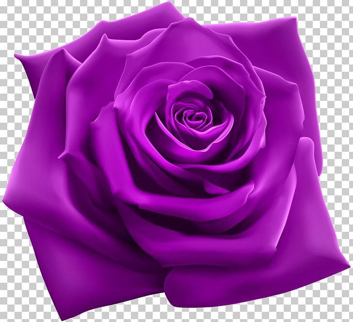 Rose Stock Illustration Stock Photography Illustration PNG, Clipart, 220 Feat Goldie Loc, Album, Cut Flowers, Doggy Style Records, Everything Free PNG Download