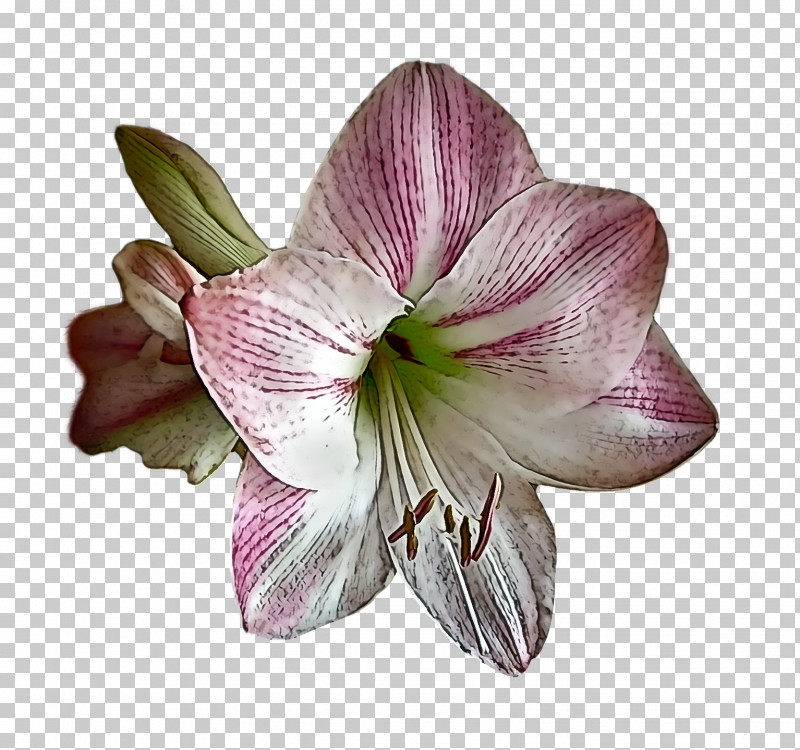 Floral Design PNG, Clipart, Amaryllis, Cut Flowers, Floral Design, Flower, Jersey Lily Free PNG Download