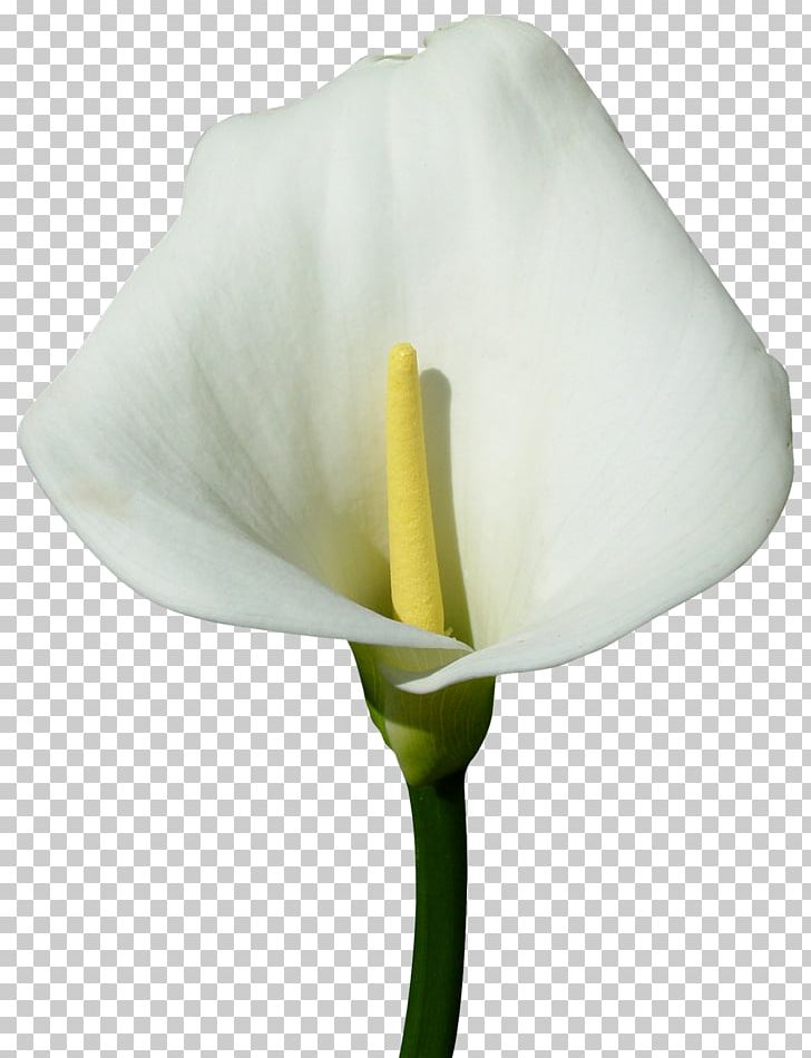 Arum-lily Flower Digital PNG, Clipart, Alismatales, Art, Arum, Arum Lilies, Arumlily Free PNG Download