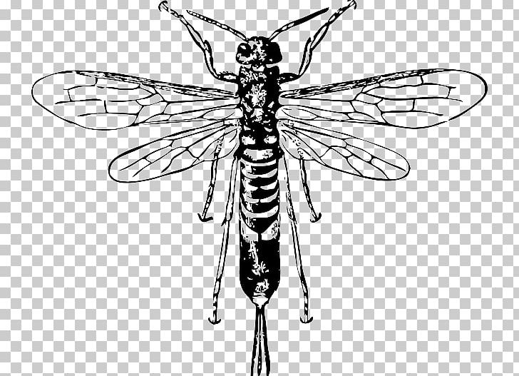 Hornet Bee Insect Horntail PNG, Clipart, Arthropod, Artwork, Bee, Beneficial Insects, Black And White Free PNG Download