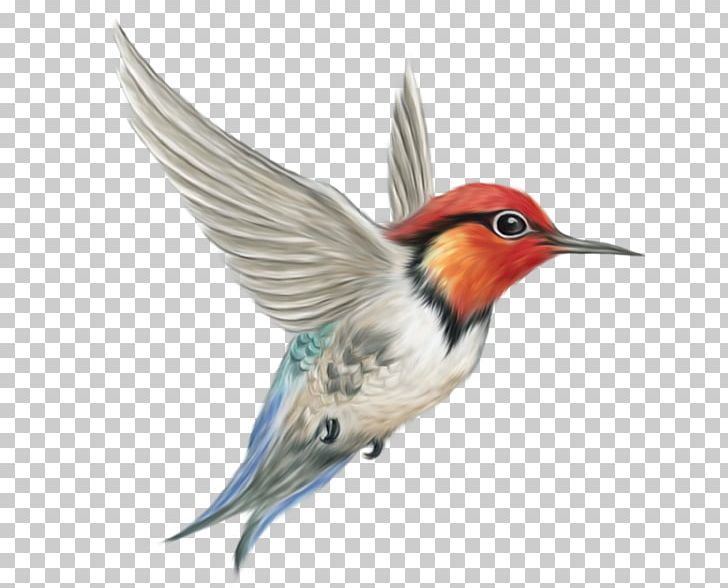 Hummingbird PNG, Clipart, Animals, Autocad Dxf, Beak, Bird, Bird Cage Free PNG Download