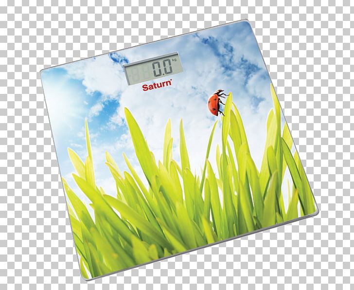 Rozetka Measuring Scales Price Home Appliance Saturn PNG, Clipart, Artikel, Electronics, Foxglove, Grass, Grass Family Free PNG Download