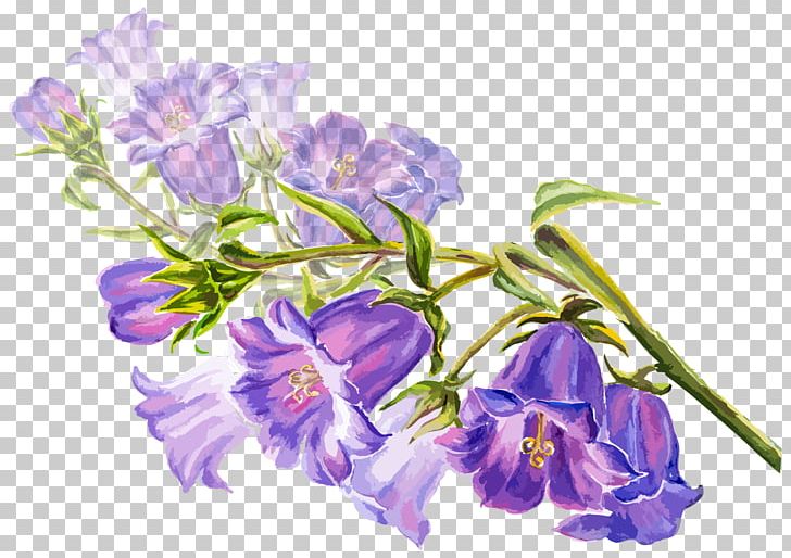 Watercolor Painting Flower Drawing Stock Illustration PNG, Clipart, Bellflower Family, Encapsulated Postscript, Flower Arranging, Flowers, Hand Drawn Free PNG Download