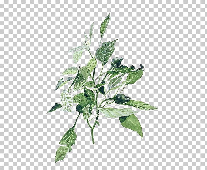 Watercolor Painting Illustration PNG, Clipart, Branch, Color, Download, Food Drinks, Hand Free PNG Download