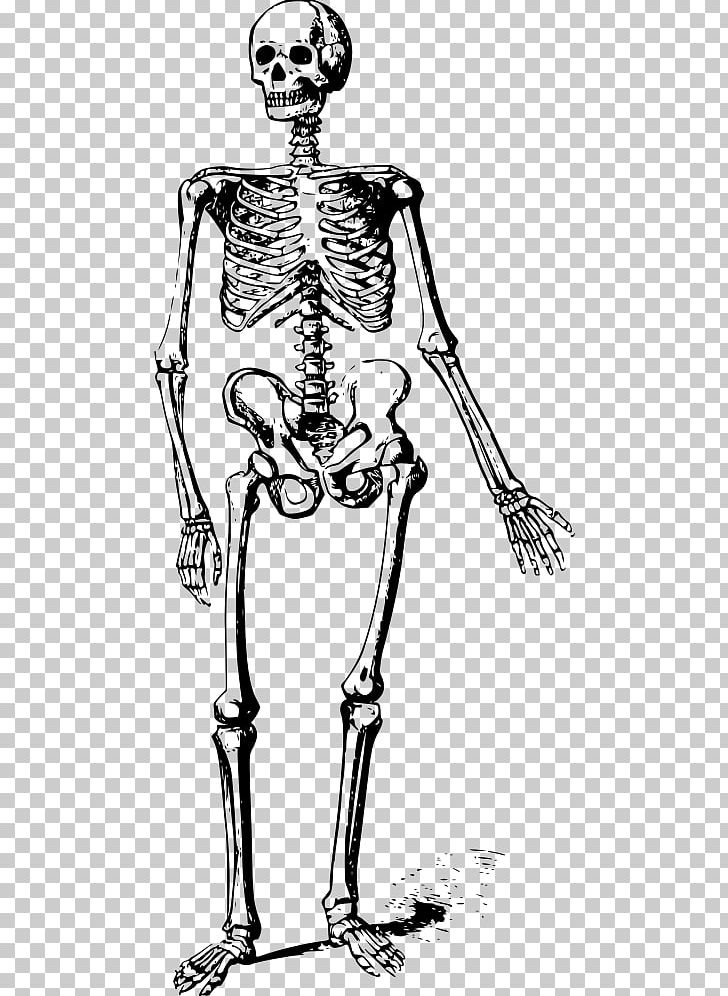 Human Skeleton Skull Bone PNG, Clipart, Arm, Art, Black And White, Bone, Calvaria Free PNG Download