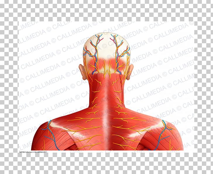 Shoulder Muscle Nerve Blood Vessel Neck PNG, Clipart, Anatomy, Arm, Blood Vessel, Head, Head And Neck Anatomy Free PNG Download