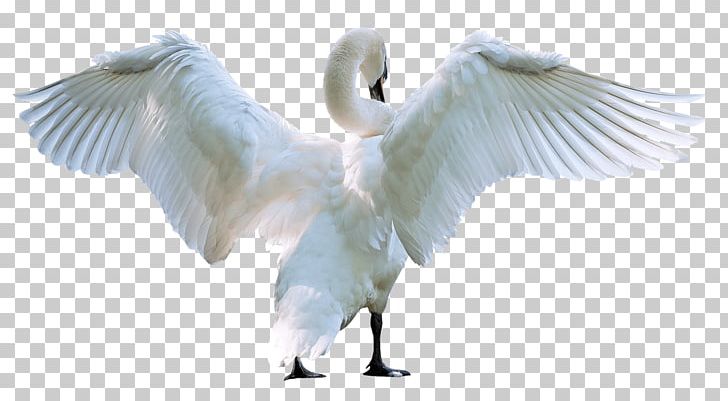 Swan PNG, Clipart, Swan Free PNG Download