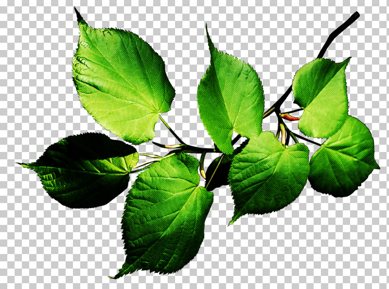 Leaf Flower Plant Tree Beech PNG, Clipart, Beech, Branch, Flower, Herb, Leaf Free PNG Download