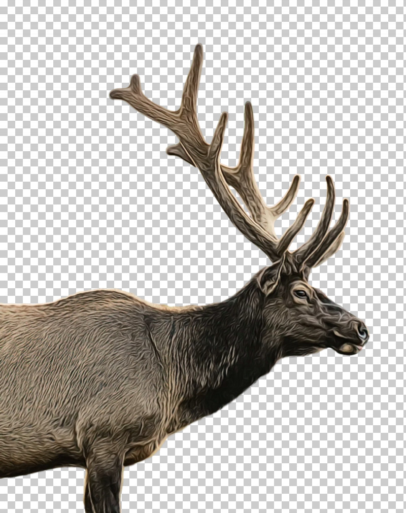 Reindeer PNG, Clipart, Antler, Black, Deer, Elk, Moose Free PNG Download