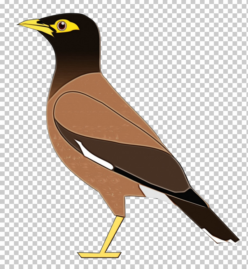Feather PNG, Clipart, Beak, Birds, Birds Wing, Common Myna, Eagle Free PNG Download