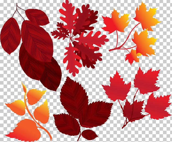 Autumn Leaf Color PNG, Clipart, Autumn, Autumn Leaf Color, Autumn Leaves, Birch, Branch Free PNG Download