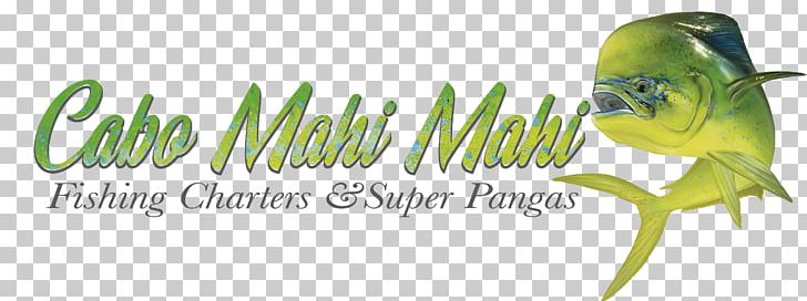 Cabo Mahi-Mahi Sportfishing Mahi-mahi Fishing Macaw PNG, Clipart, Beak, Bird, Boat, Brand, Cabo San Lucas Free PNG Download