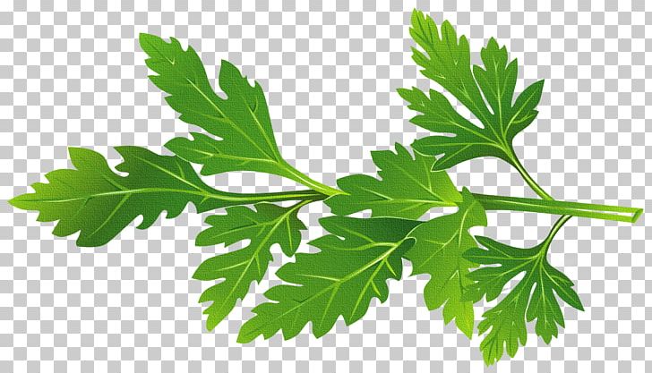 Peppermint Basil Herb PNG, Clipart, Basil, Clip Art, Common Sage, Coriander, Drawing Free PNG Download