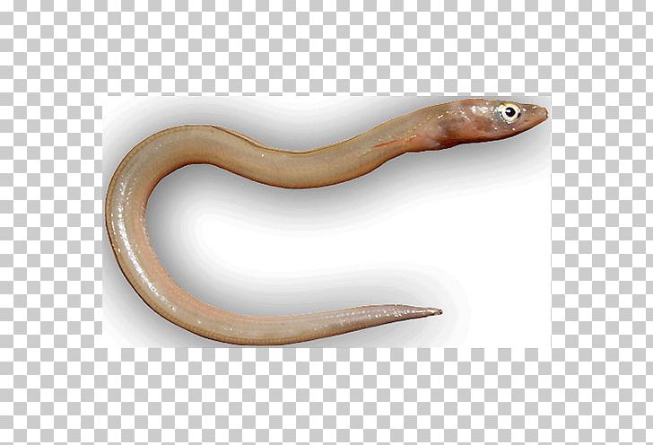 Terrestrial Animal PNG, Clipart, Animal, Fauna, Ophichthidae, Others, Reptile Free PNG Download
