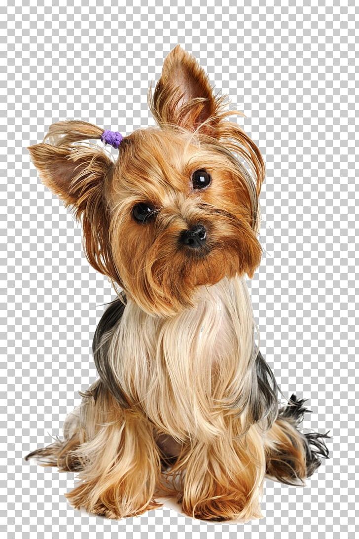 Yorkshire Terrier American Pit Bull Terrier Labrador Retriever Greyhound Png Clipart Airedale Terrier Bow Tie Carnivoran