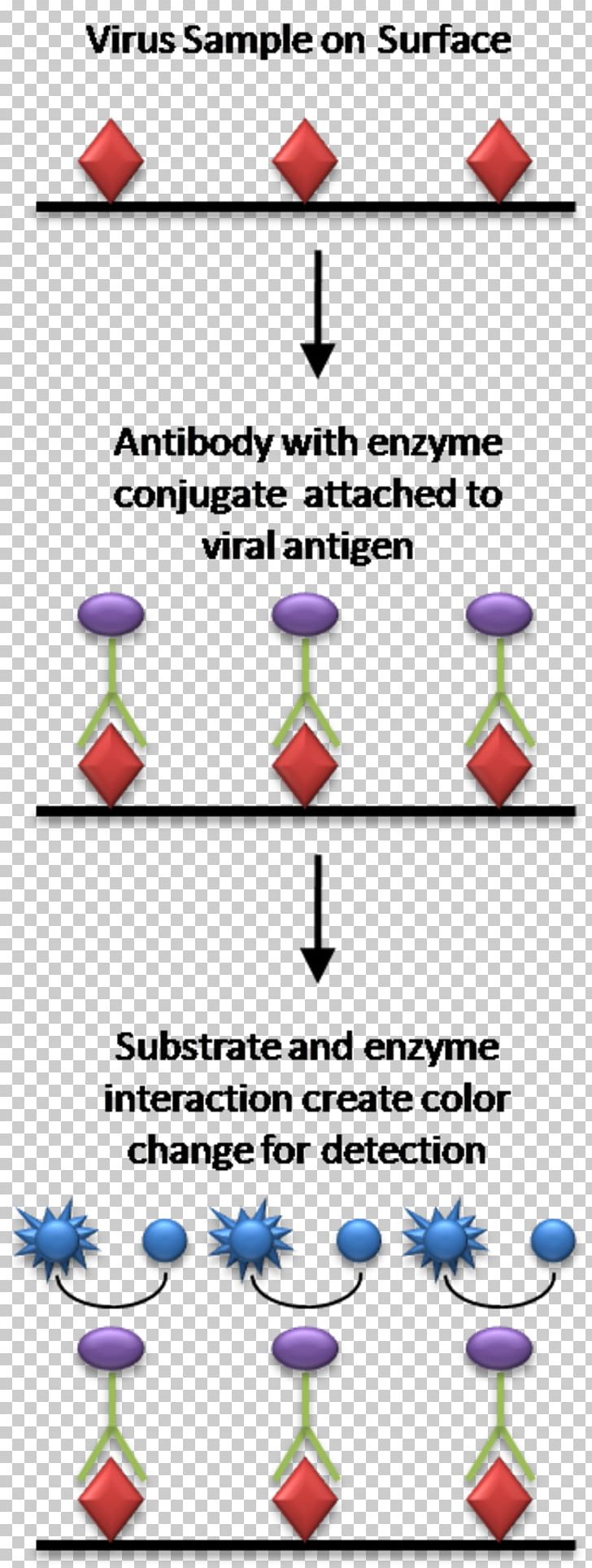 ELISA Radioimmunoassay Antigen Microtiter Plate PNG, Clipart, Angle, Antara, Antibody, Antigen, Area Free PNG Download