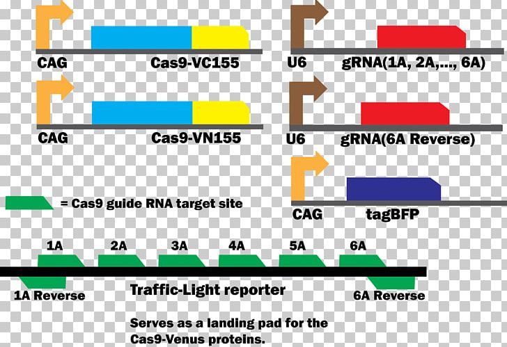 International Genetically Engineered Machine Cas9 Fusion Protein DNA-binding Protein PNG, Clipart, Angle, Cas9, Cell, Crispr, Dna Free PNG Download
