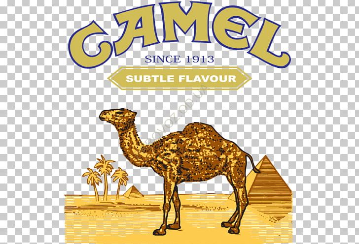 Bactrian Camel Dromedary Logo PNG, Clipart, Animals, Arabian Camel, Brand, Camel, Camel Like Mammal Free PNG Download