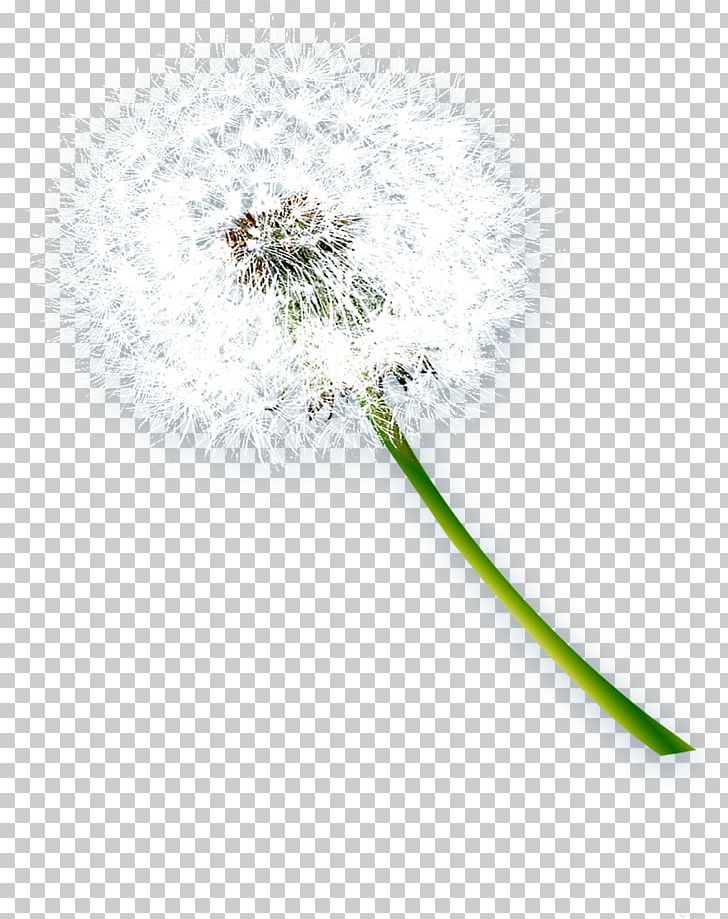 Dandelion Vecteur PNG, Clipart, Aestheticism, Beautiful, Beautiful Girl, Beauty, Beauty Salon Free PNG Download