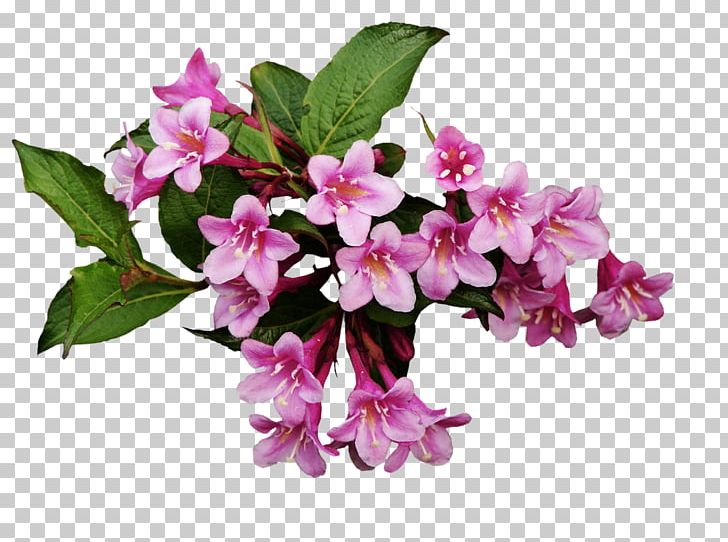 Flowering Plant Flowering Plant PNG, Clipart, Branch, Chrysanthemum, Desktop Wallpaper, Flower, Flowering Plant Free PNG Download