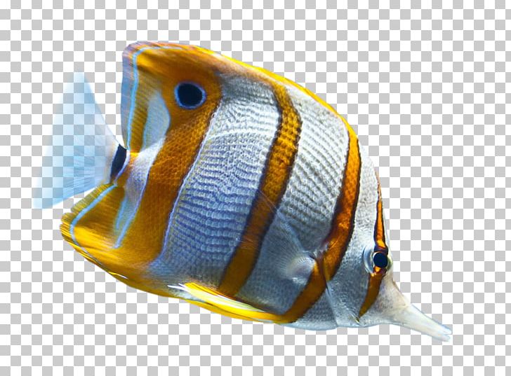 Tropical Fish Desktop Ornamental Fish PNG, Clipart, Animal, Animals, Aquarium, Deep Sea, Desktop Wallpaper Free PNG Download