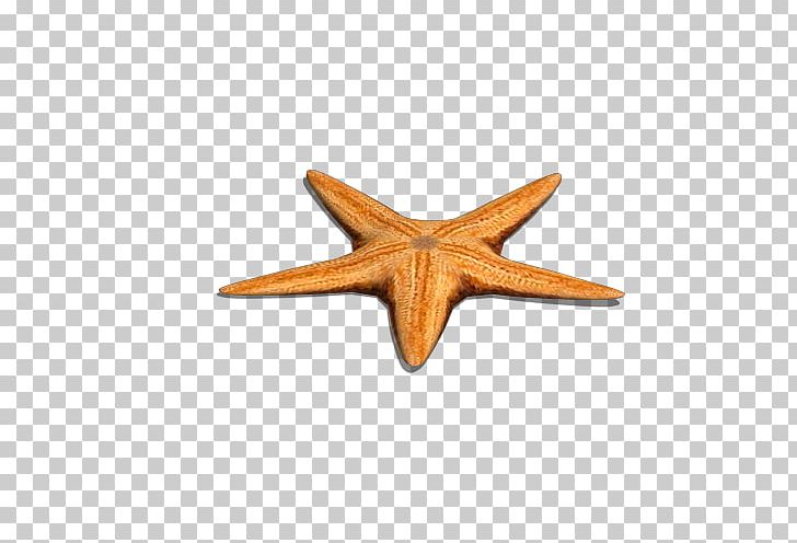Yellow Sea Starfish Euclidean Gratis PNG, Clipart, Animals, Bye Bye Single Life, Cartoon Starfish, Download, Echinoderm Free PNG Download