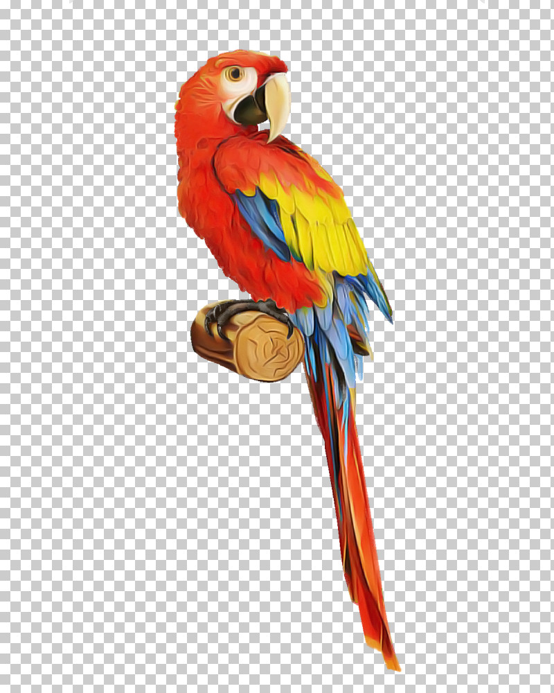 Bird Macaw Parrot Beak Budgie PNG, Clipart, Beak, Bird, Budgie, Macaw, Parakeet Free PNG Download