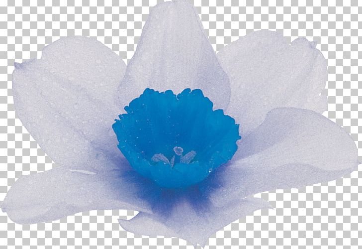 Flower Petal PNG, Clipart, Blue, Cobalt Blue, Flower, Flowering Plant, Narcissus Free PNG Download