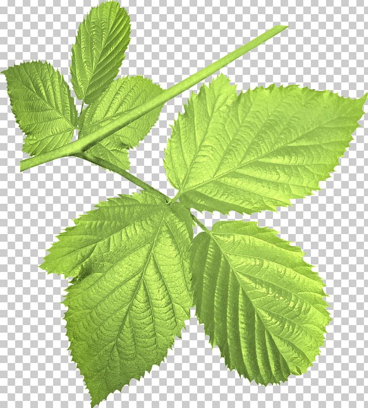 Leaf Red Raspberry Blackberry PNG, Clipart, Berry, Blackberry, Branch, Elm Family, Herb Free PNG Download