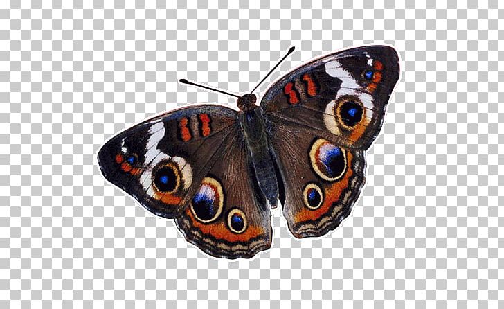Monarch Butterfly Brush-footed Butterflies Insect Common Buckeye PNG, Clipart, Arthropod, Brush Footed Butterfly, Butterflies And Moths, Butterfly, Butterfly Effect Free PNG Download