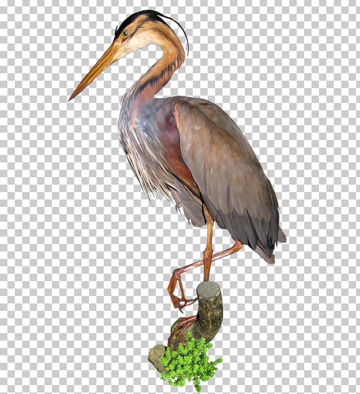 Crane Bird Great Egret PNG, Clipart, Beak, Bird, Crane, Encapsulated Postscript, Fauna Free PNG Download