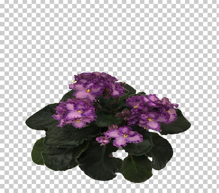 Cut Flowers Annual Plant Herbaceous Plant Shrub PNG, Clipart, African Violets, Annual Plant, Cut Flowers, Flower, Flowering Plant Free PNG Download