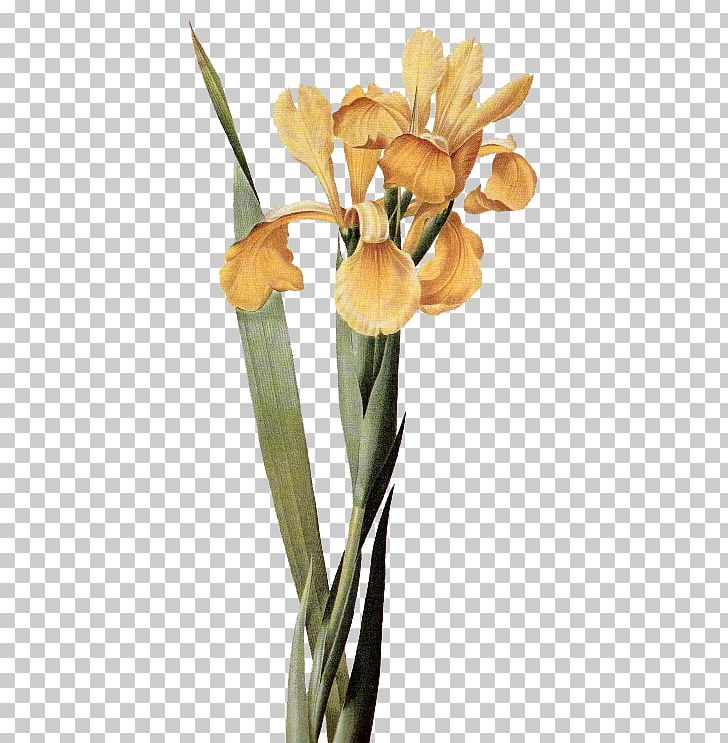 Cut Flowers Iris × Monnieri PNG, Clipart, Art, Clip, Cut Flowers, Decoupage, Flower Free PNG Download