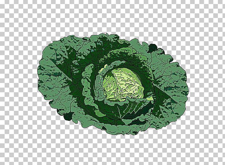 Savoy Cabbage Leaf Vegetable Illustration PNG, Clipart, Brassica Oleracea, Cabbage, Chinese, Chinese Cabbage, Circle Free PNG Download