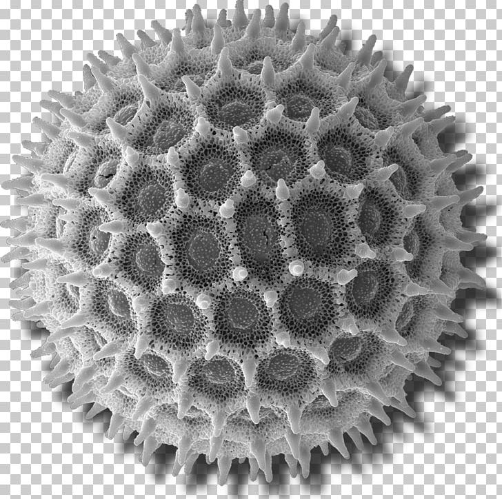 Scanning Electron Microscope Pollen Micrograph PNG, Clipart, Black And White, Blender 3 D, Cell, Electron, Electron Microscope Free PNG Download