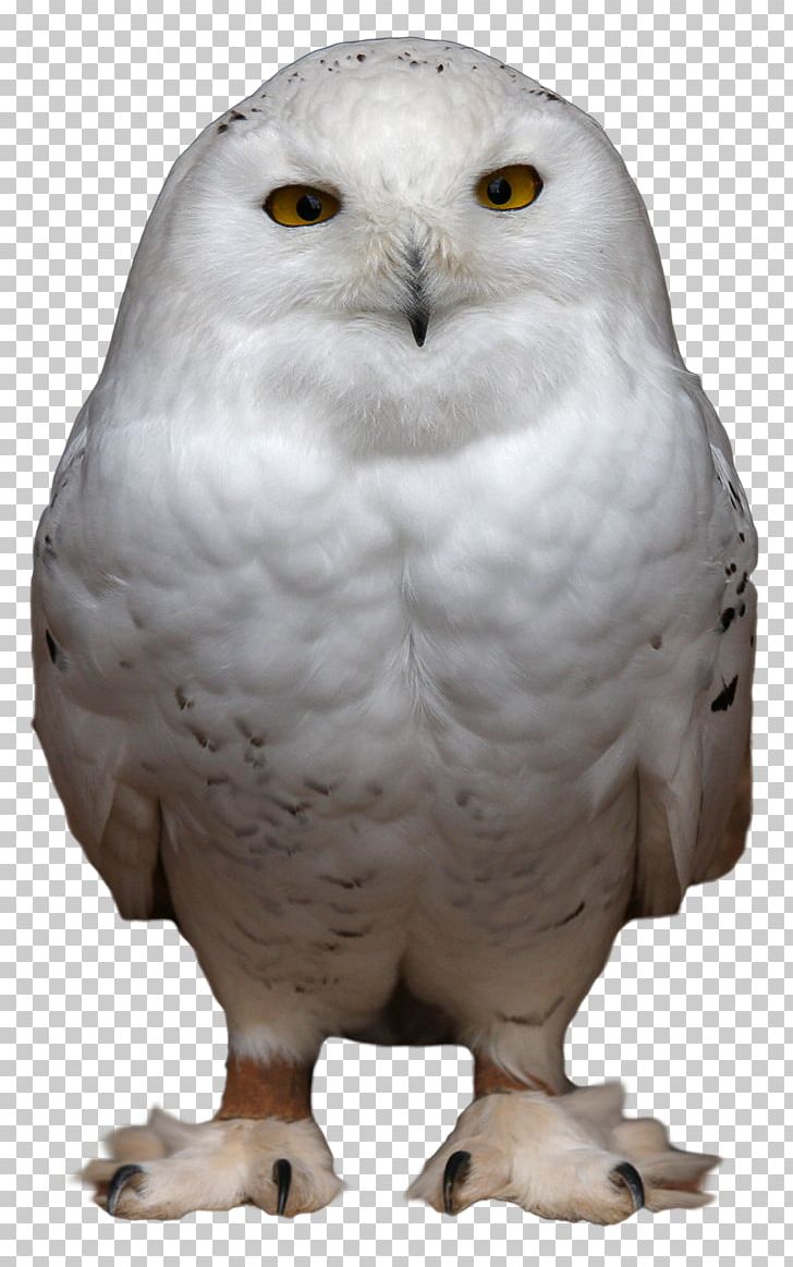 Snowy Owl Bird PNG, Clipart, Animals, Barn Owl, Beak, Bird, Bird Cage Free PNG Download