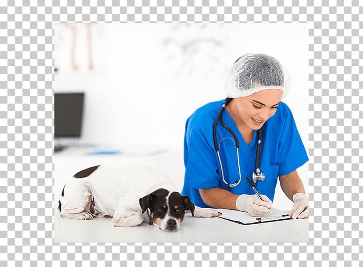 Puppy Horse Veterinarian Duchateau / Veerle Federal Agency For The Safety Of The Food Chain PNG, Clipart, Animals, Belgium, Bijlage, Cat, Cincinnati Free PNG Download