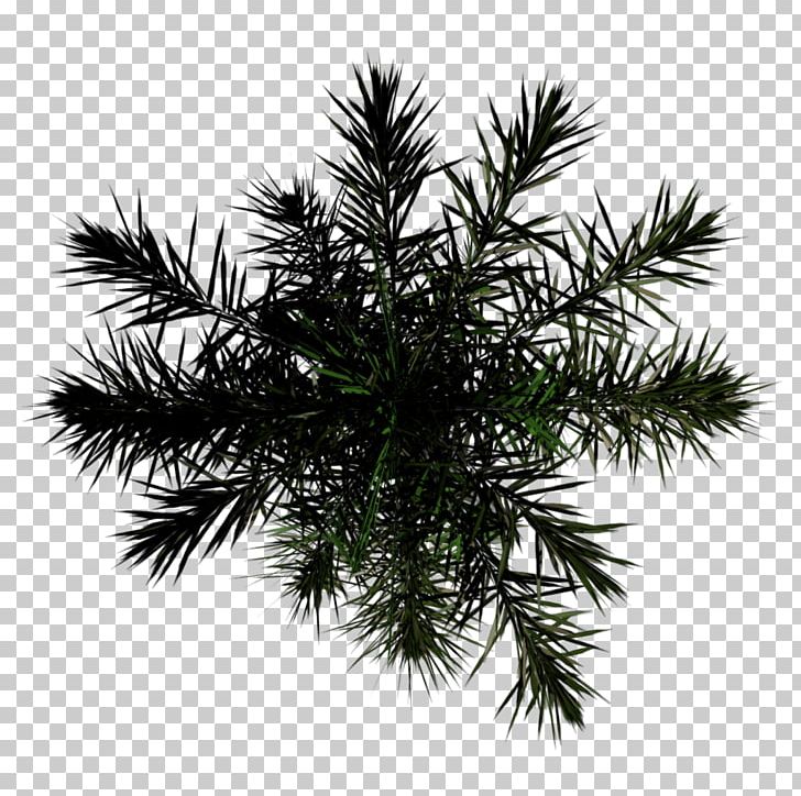 Asian Palmyra Palm Alpha Mapping Tree PNG, Clipart, Alpha Compositing, Alpha Mapping, Arecales, Asian Palmyra Palm, Blender Free PNG Download