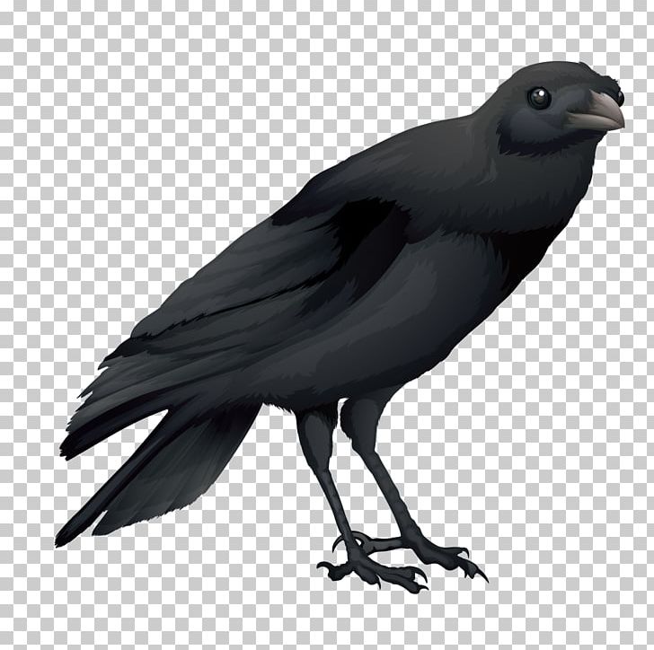 Hooded Crow Common Raven Australian Raven Bird PNG, Clipart, American Crow, Animals, Background Black, Black, Black Hair Free PNG Download