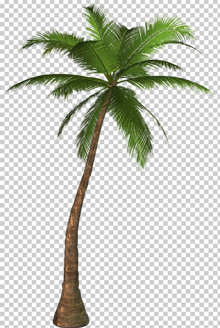 Palm Tree PNG, Clipart, Palm Tree Free PNG Download