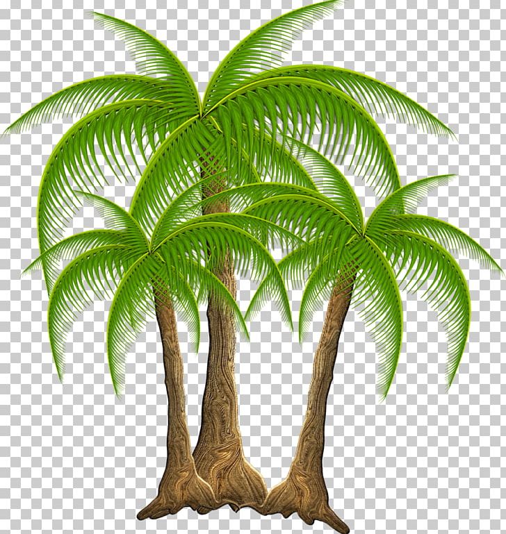 Plant Coconut Tropics Arecaceae Tree PNG, Clipart, Arecaceae, Arecales, Attalea Speciosa, Coco, Coconut Free PNG Download