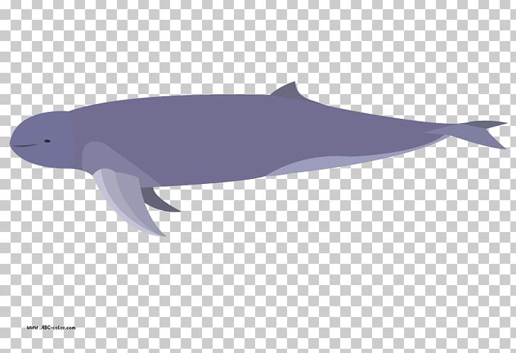 Common Bottlenose Dolphin Tucuxi Rough-toothed Dolphin Porpoise White-beaked Dolphin PNG, Clipart, Animals, Bitmap, Bottlenose Dolphin, Common Bottlenose Dolphin, Fauna Free PNG Download