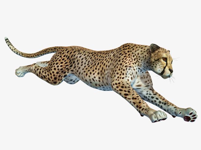 Free To Pull The Running Cheetah Material PNG, Clipart, African, African Leopard, Animal, Animals, Cheetah Free PNG Download