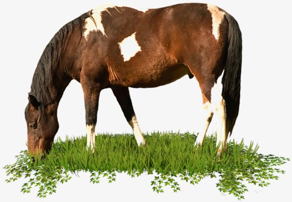 Horse Grazing On Grass PNG, Clipart, Animal, Grass Clipart, Grass Clipart, Grazing Clipart, Grazing Clipart Free PNG Download