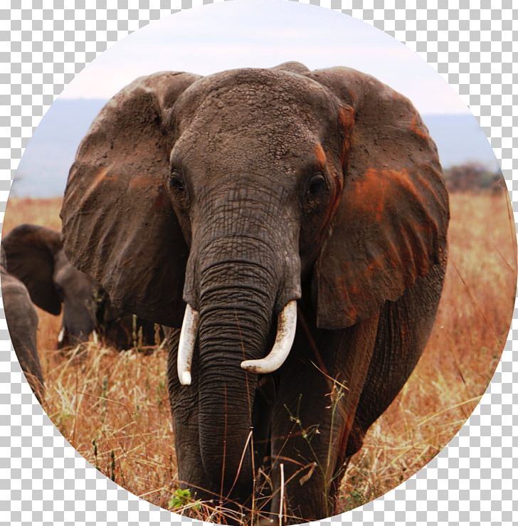 Indian Elephant African Elephant Tusk Wildlife Safari PNG, Clipart, African Elephant, Animal, Curtiss C46 Commando, Elephant, Elephantidae Free PNG Download